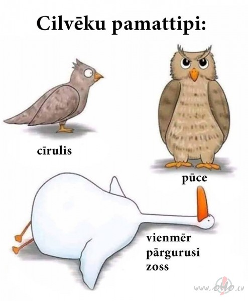Kā agra/vēla celšanās ietekmē organismu ar citu bioritmu?