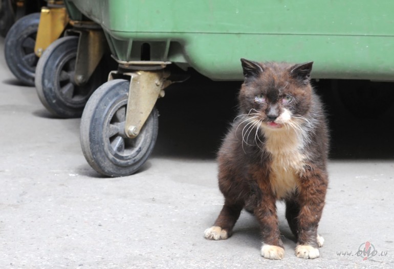 Kā citi var būt tik gudri,ka var dot padomus par jebkuru tēmu?Pārsvarā vieni vai vienas un tās pašas foto