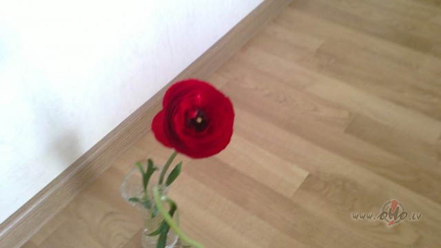 Zieds, kas spēj izteikt Jūs kā personību. foto