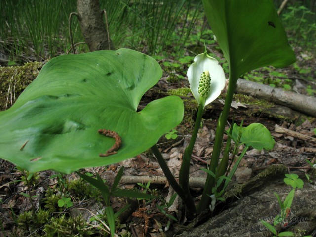 Zieds, kas spēj izteikt Jūs kā personību. foto