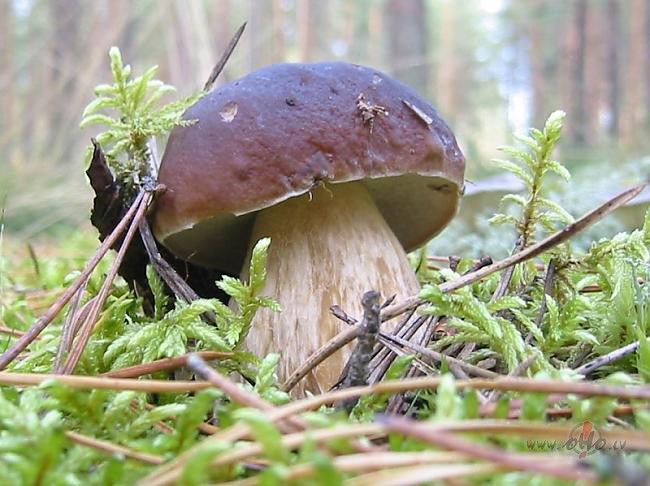 Nodoklis ogotājiem, sēņotājiem, tēju vācējiem un vīngliemežu lasītājiem