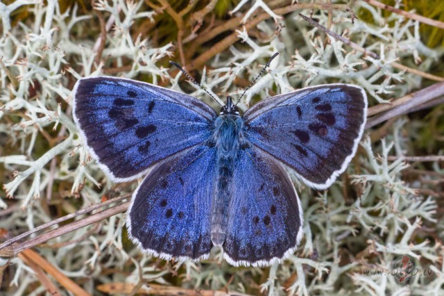 Gaiši zils taurenis foto